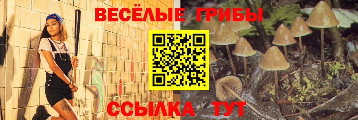 Галлюциногенные грибы Psilocybine cubensis Кубинка